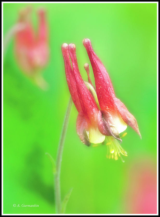 Wild Columbine Flower #3 Photograph by A Macarthur Gurmankin