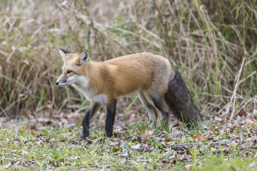 Wild Red fox in the wild #5 Photograph by Josef Pittner