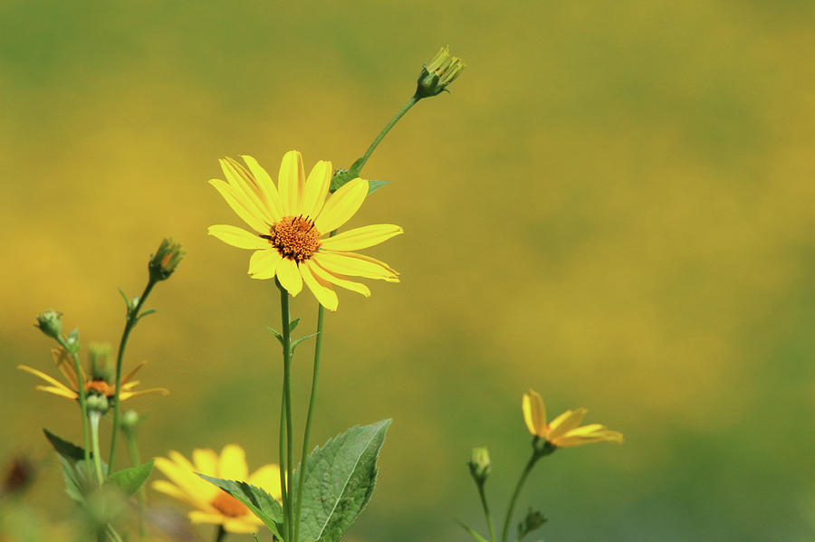 Wild Sunflower Stony Brook New York  #5 Photograph by Bob Savage