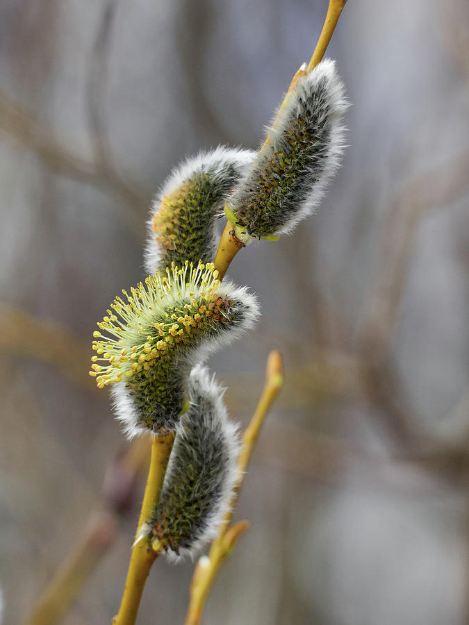 Willow Catkins Photograph