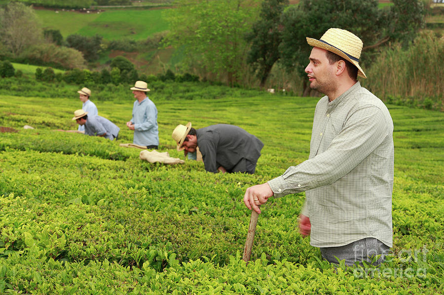 Tea Photograph - Working in the tea gardens #5 by Gaspar Avila