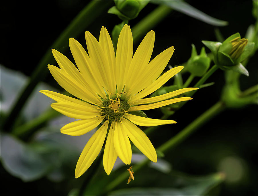 Yellow Flower #5 Photograph by Robert Ullmann