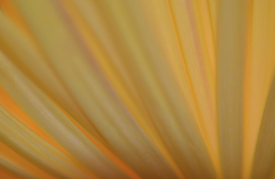 Yellow Mum Petals #5 Photograph by Larah McElroy