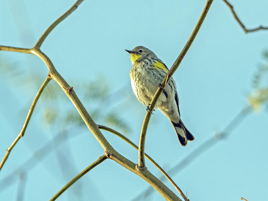 Yellow-rumped Warbler #5 Photograph by Tam Ryan