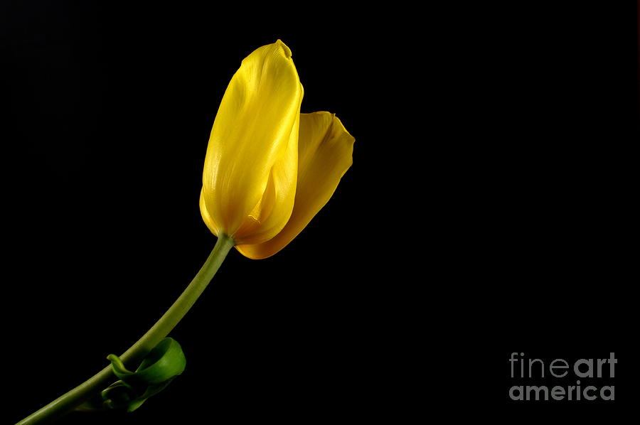 Yellow Tulip Photograph by Dariusz Gudowicz