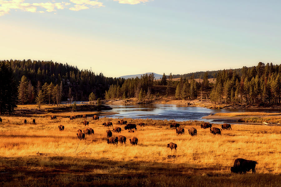 Yellowstone Bison #5 Photograph by Mountain Dreams