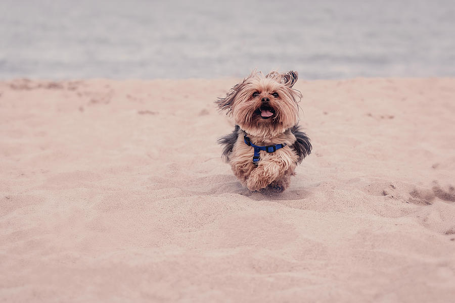York dog playing on the beach. #5 Photograph by Peter Lakomy