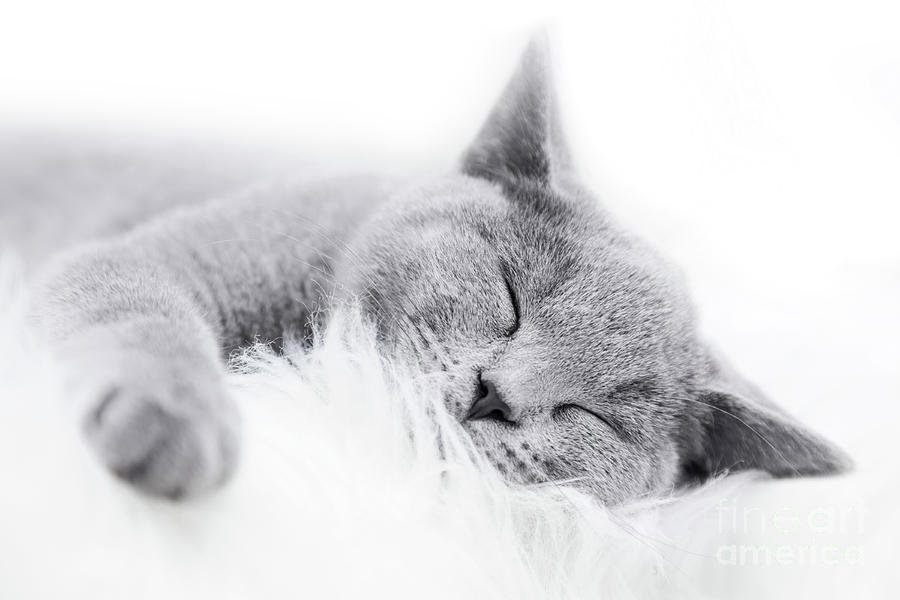 Young cute cat resting on white fur #5 Photograph by Michal Bednarek