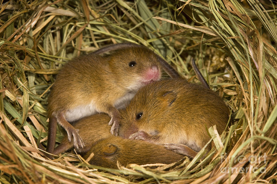 Young Eurasian Harvest Mice Photograph by Jean-Louis Klein & Marie-Luce ...