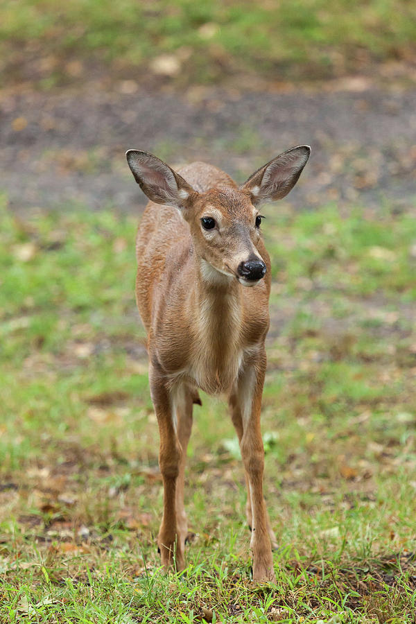 Young White-tailed Deer #5 Photograph by Erin Cadigan