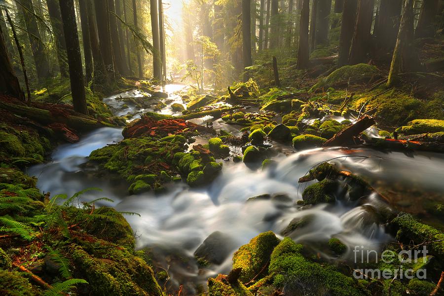 Streaming Through Sol Duc Photograph by Adam Jewell