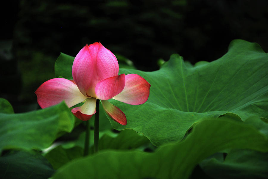 Blossoming lotus flower closeup #50 Photograph by Carl Ning