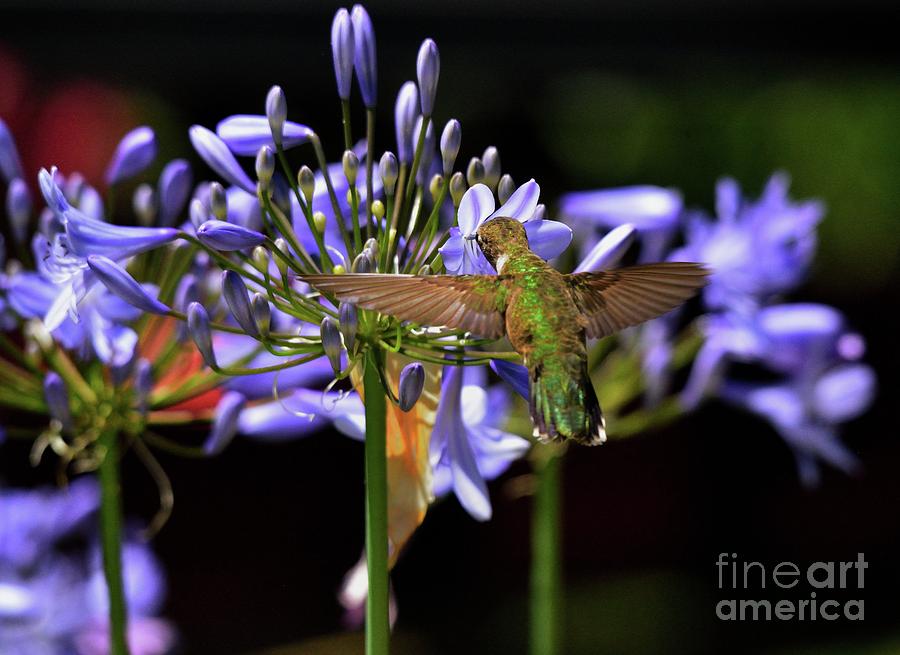 Hummingbird #50 Photograph by Marc Bittan