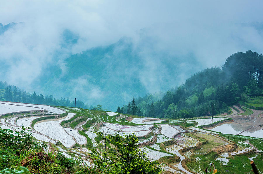 Longji terraced fields scenery #50 Photograph by Carl Ning