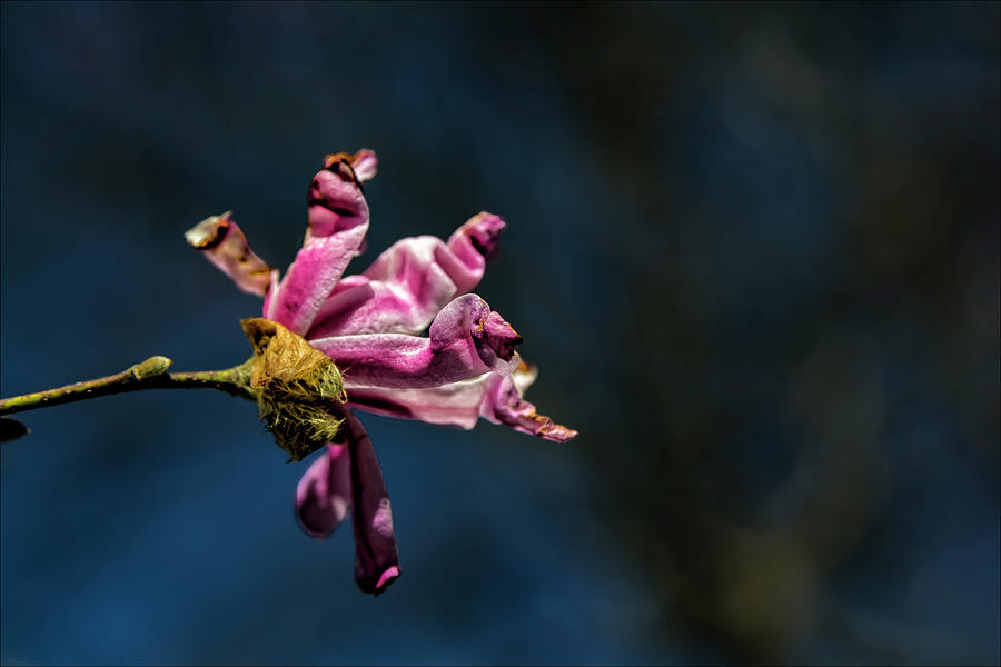 Magnolia Blossom #50 Photograph by Robert Ullmann