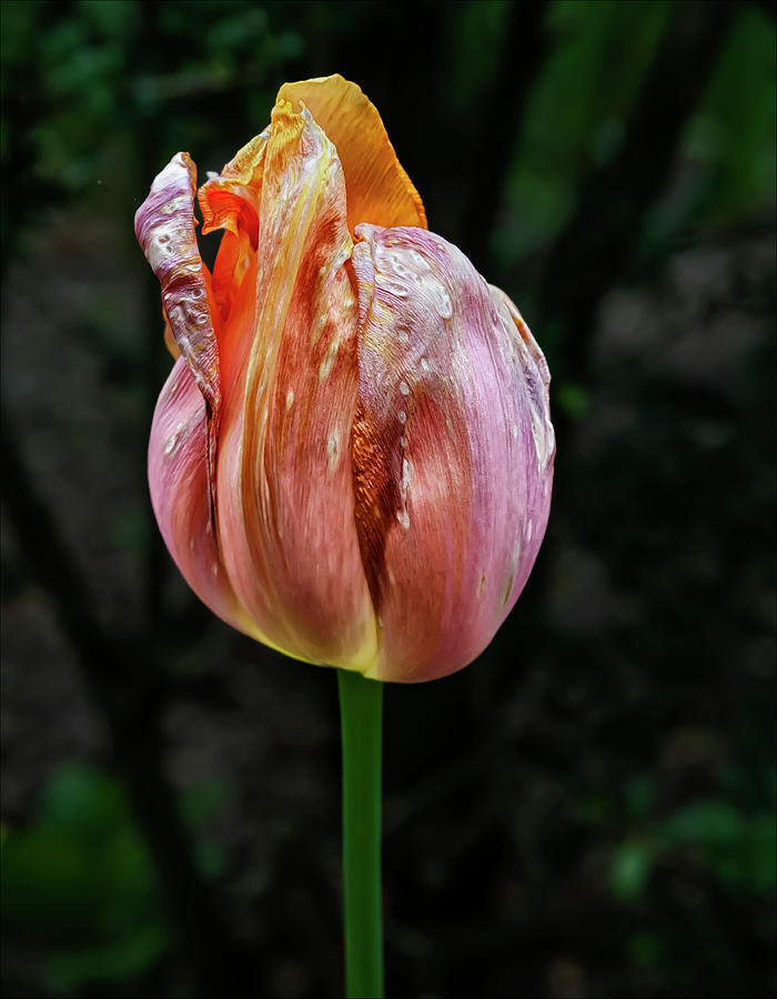 Tulip #50 Photograph by Robert Ullmann
