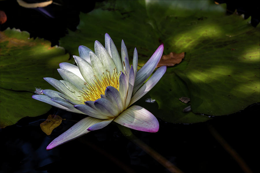 Water Lily #50 Photograph by Robert Ullmann