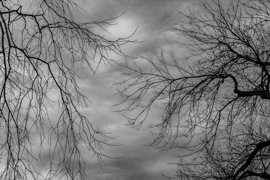 Winter Trees and Clouds #50 Photograph by Robert Ullmann