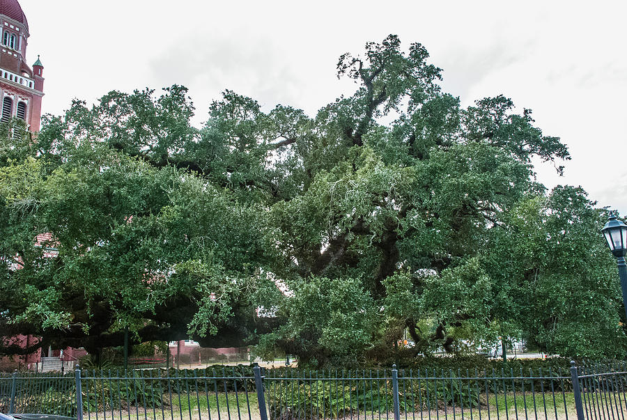 500 Year Old Tree Photograph by Robert Hebert