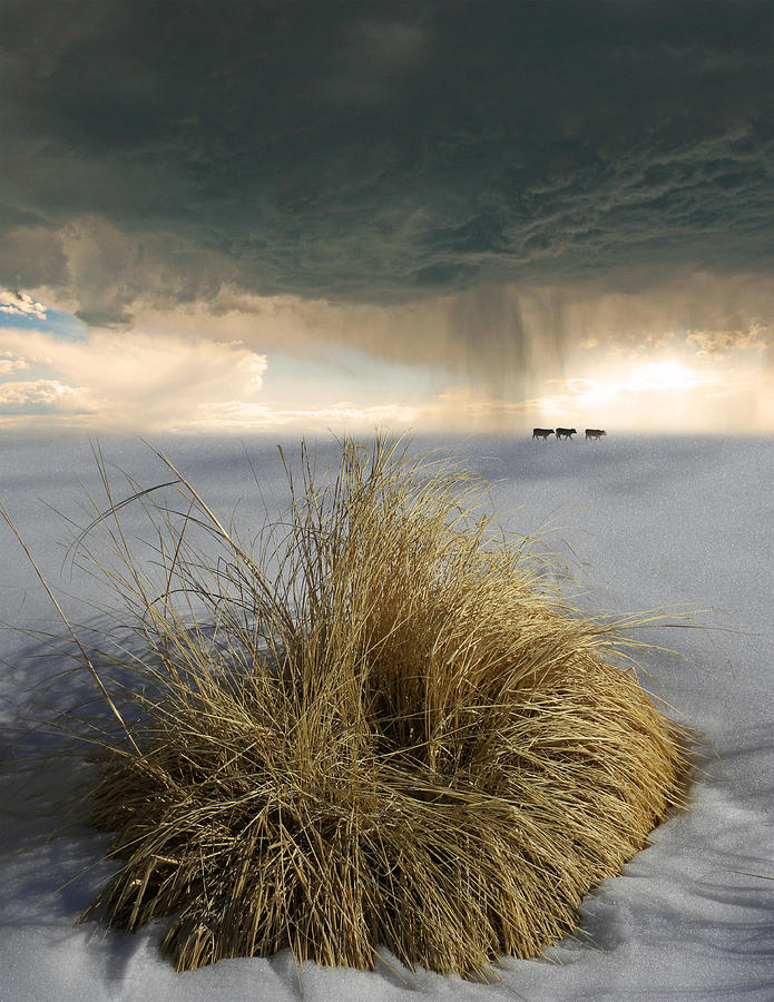4120 Photograph by Peter Holme III
