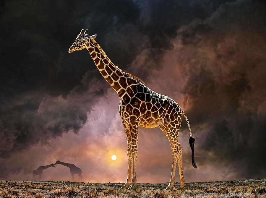 4144 Photograph by Peter Holme III