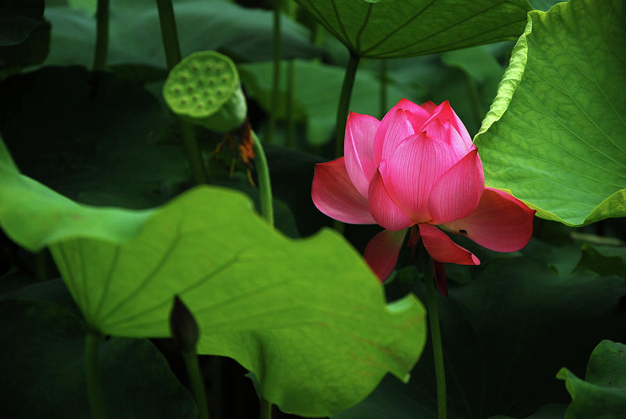 Blossoming lotus flower closeup #51 Photograph by Carl Ning
