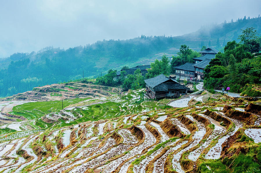 Longji terraced fields scenery #51 Photograph by Carl Ning