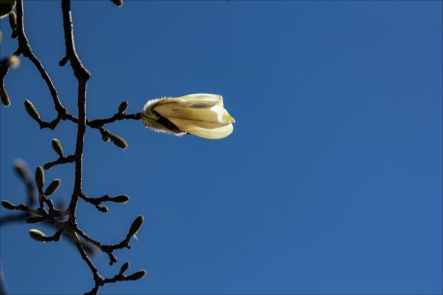 Magnolia Blossom #51 Photograph by Robert Ullmann