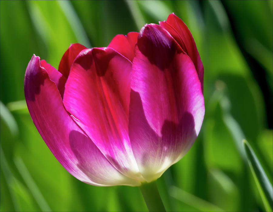 Tulip #51 Photograph by Robert Ullmann