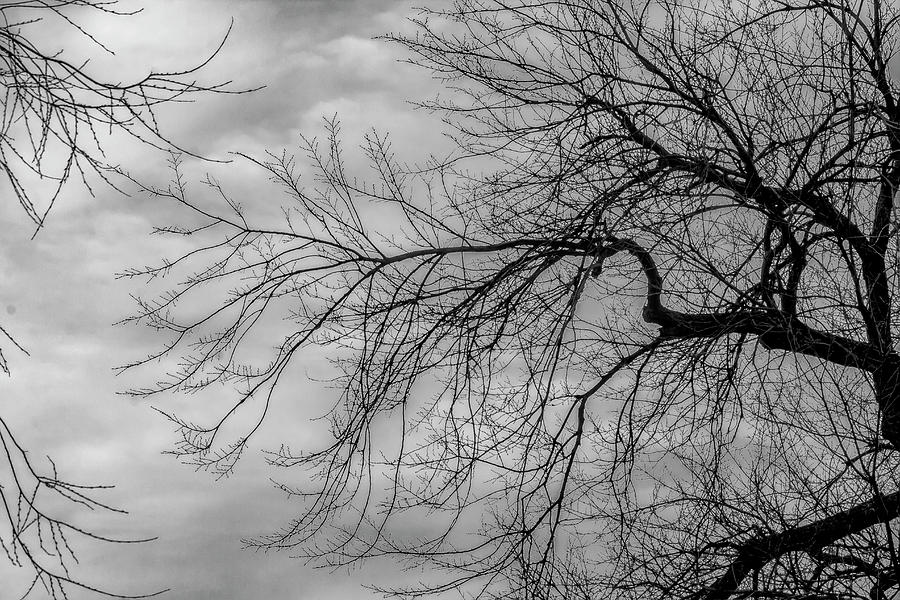 Winter Trees and Clouds #51 Photograph by Robert Ullmann