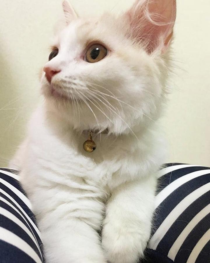 Cat Photograph - Instagram Photo #511505656224 by Haruko Endo