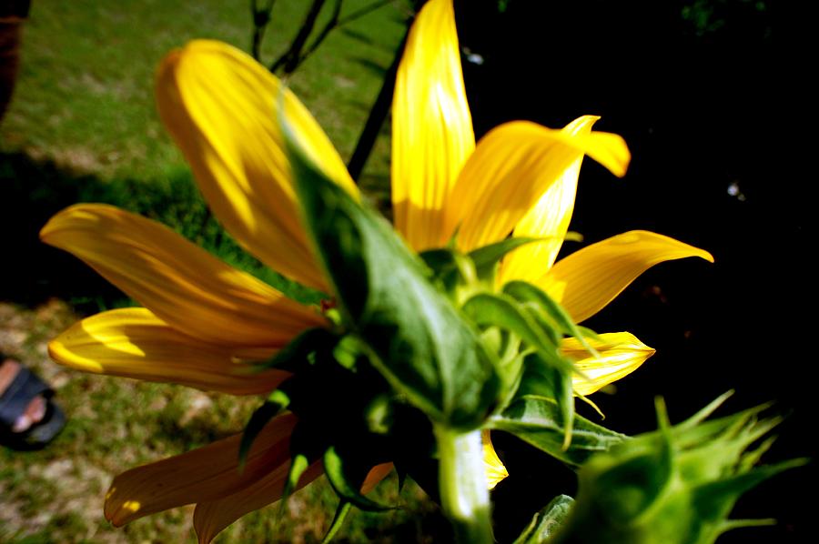 Flower Photograph - Love Flowers #514 by Baljit Chadha