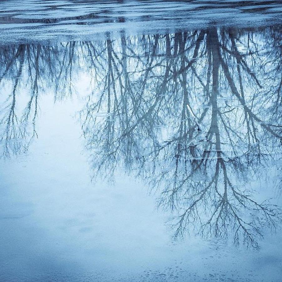Winter Photograph - Blue winter trees reflection by Phunny Phace