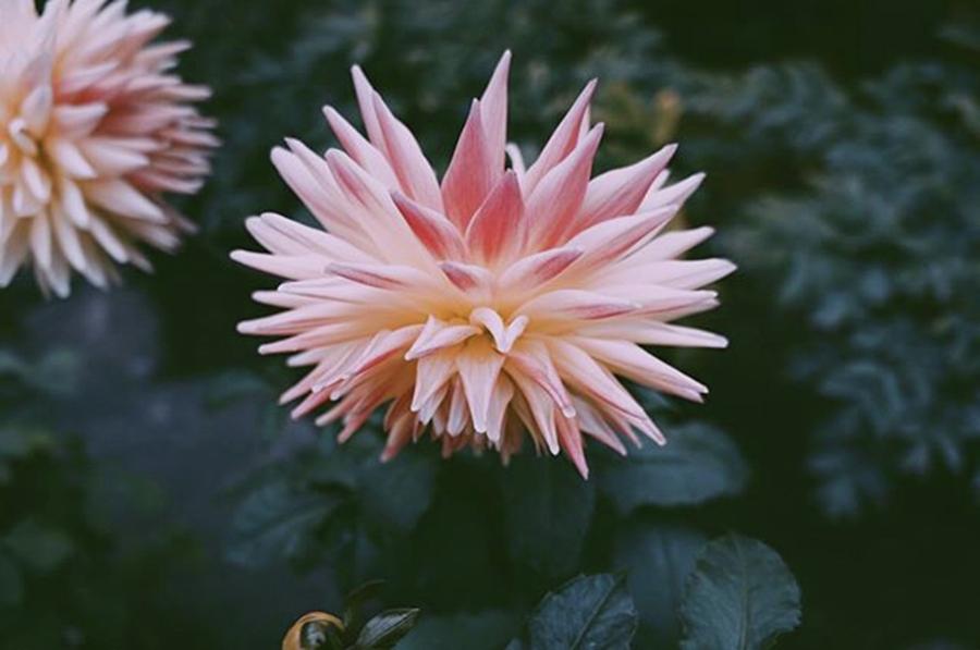 Flowers Still Life Photograph - Instagram Photo #51561895620 by Satou Souichirou