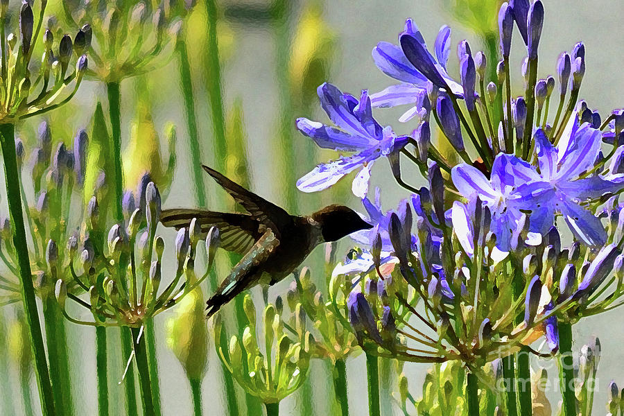Hummingbird #52 Photograph by Marc Bittan