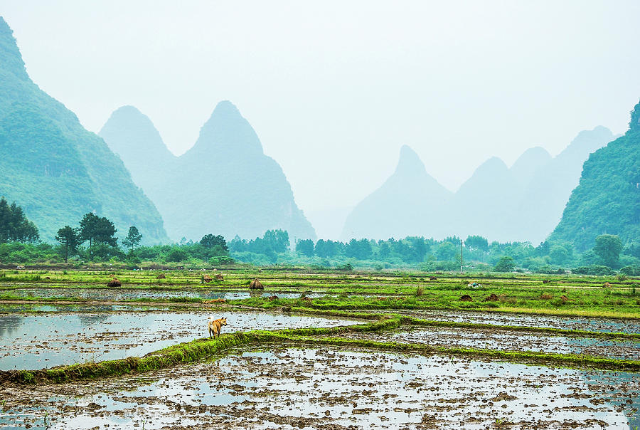 Karst rural scenery in spring #52 Photograph by Carl Ning