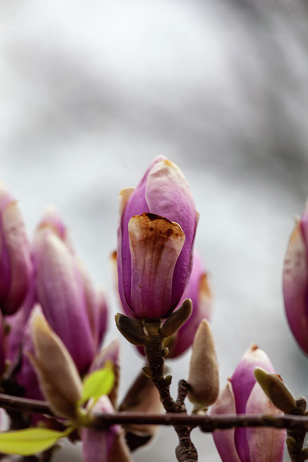 Magnolia #52 Photograph by Robert Ullmann