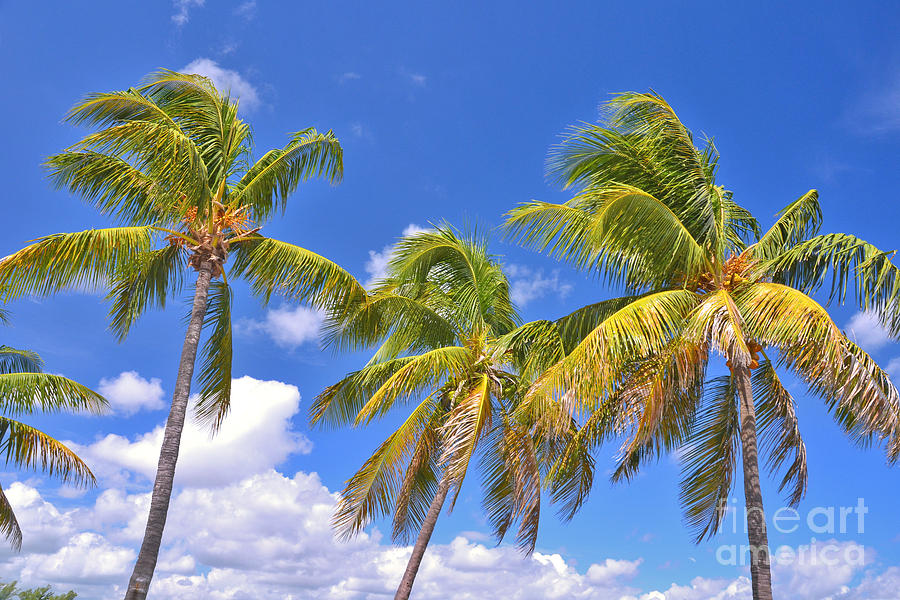 52- Palms In Paradise Photograph by Joseph Keane