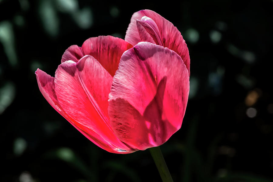 Tulip #52 Photograph by Robert Ullmann