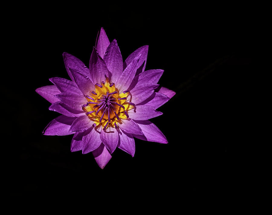 Water Lily #52 Photograph by Robert Ullmann