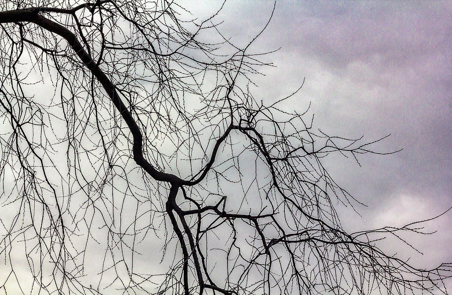 Winter Trees and Clouds #52 Photograph by Robert Ullmann