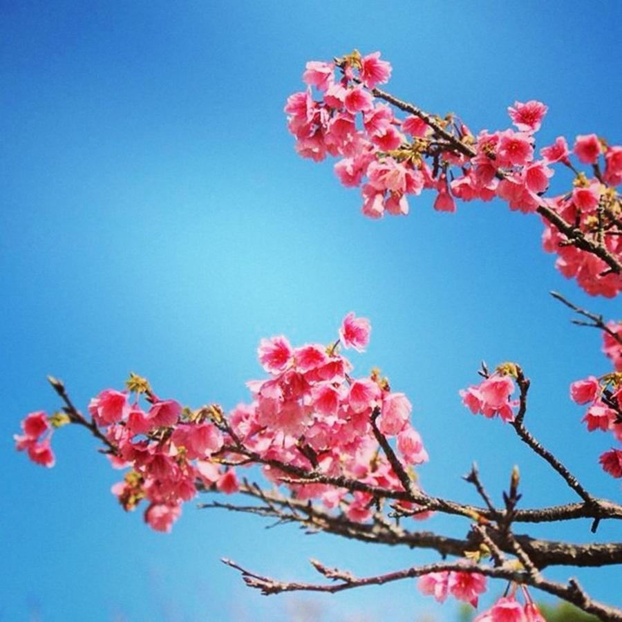 Cherryblossom Photograph - Instagram Photo #521444195392 by Yachiyo Mckean