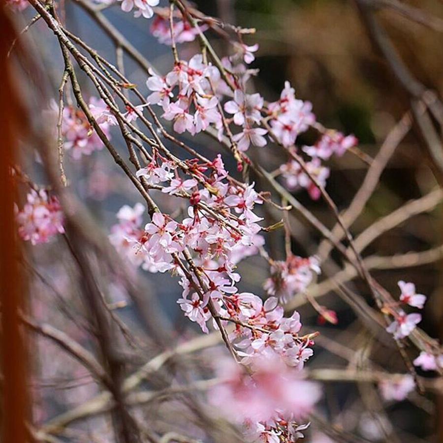 Cherryblossom Photograph - Instagram Photo #521459579482 by Hideki Sato