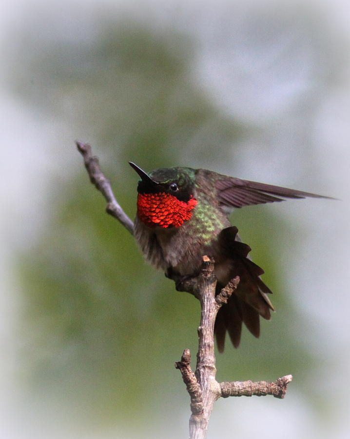 5239 - Hummingbird - Fb Photograph by Travis Truelove