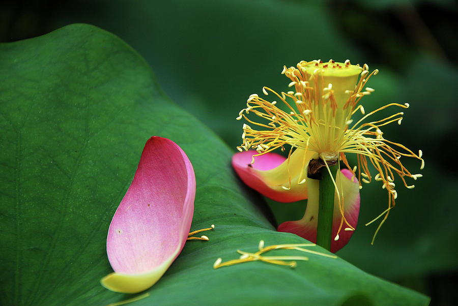 Blossoming lotus flower closeup #53 Photograph by Carl Ning
