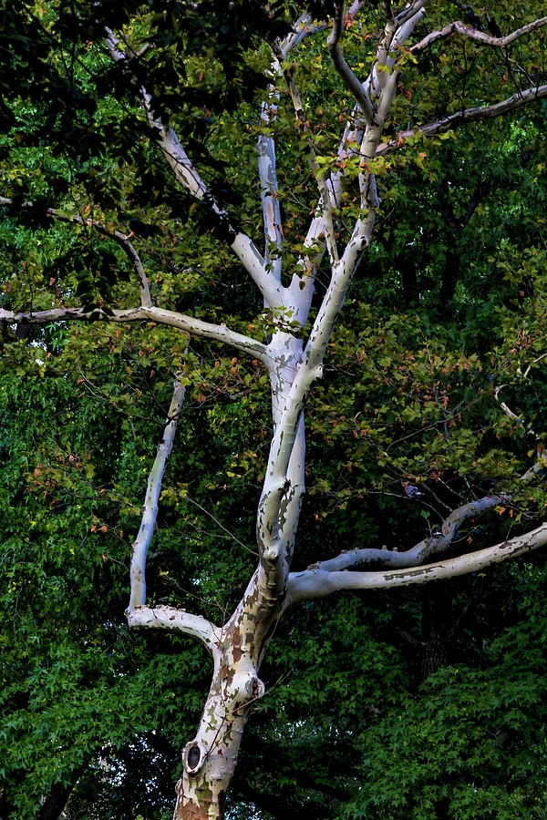Fall Trees #53 Photograph by Robert Ullmann