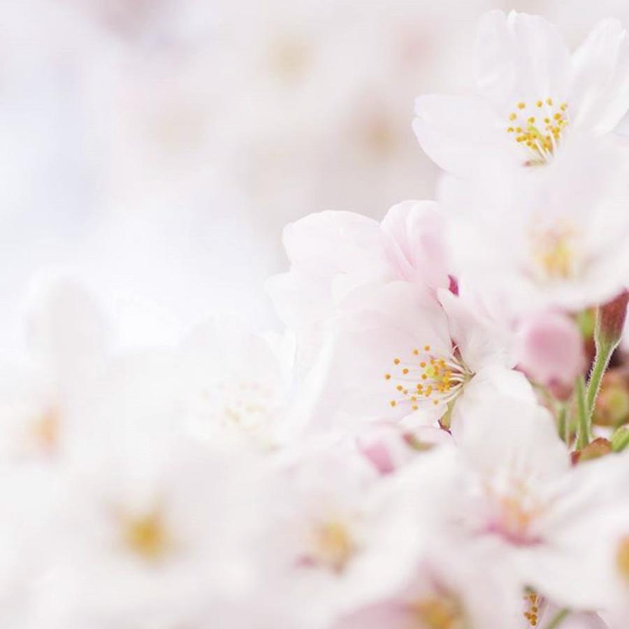 Flower Photograph - #flowers #floral #pale #nature #53 by Toshinori Inomoto