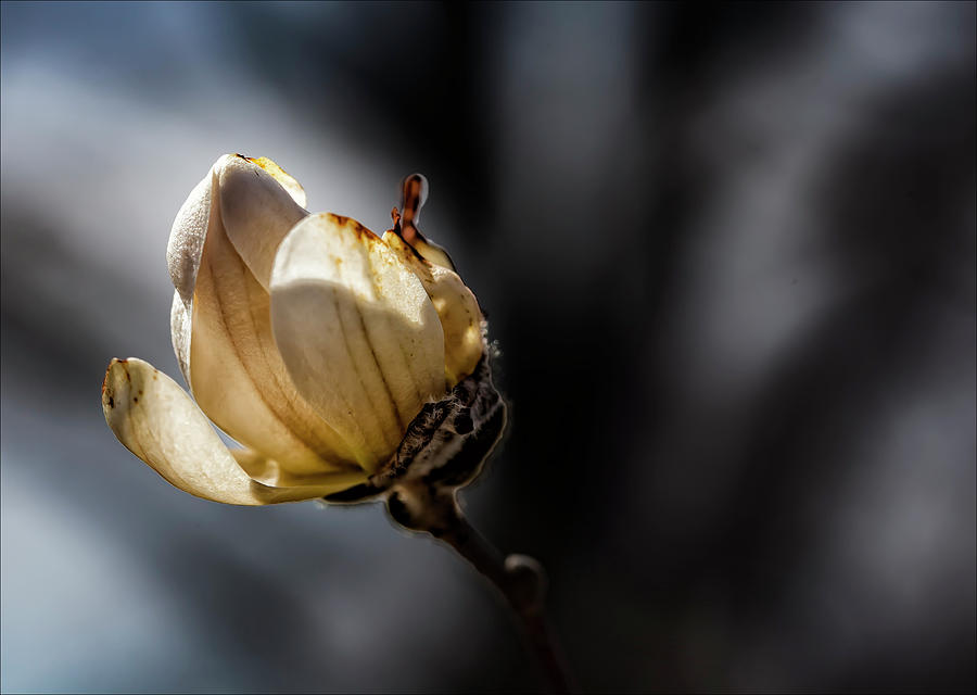 Magnolia Blossom #53 Photograph by Robert Ullmann
