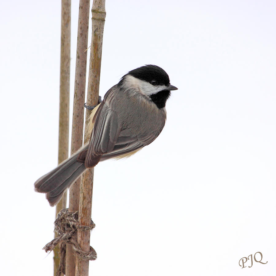 Chickadee on a Stick Photograph by PJQandFriends Photography