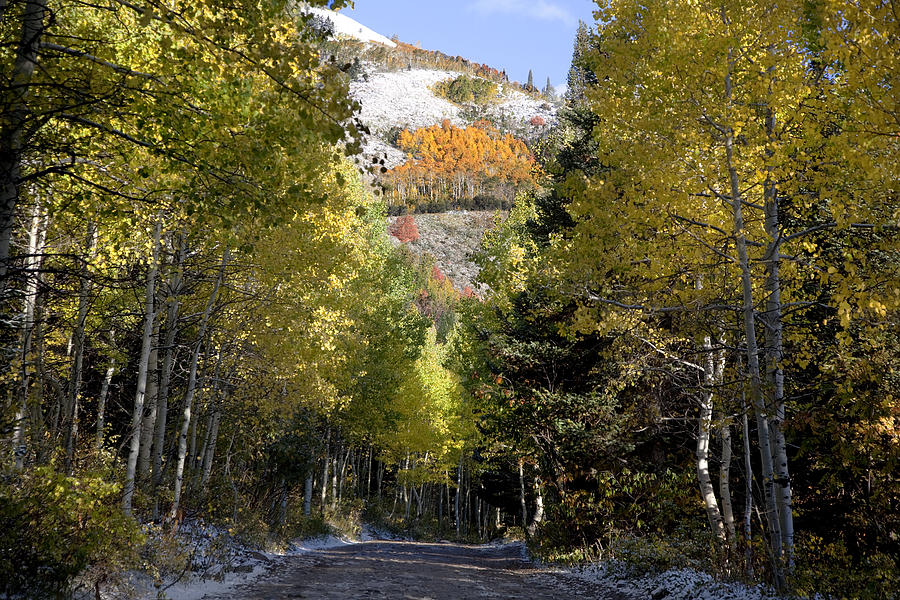 Rocky Mountain Fall #53 Photograph by Mark Smith